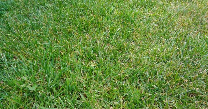 Rasenpflege im Herbst